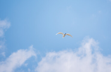 The flight of the little egret or Small White Heron.