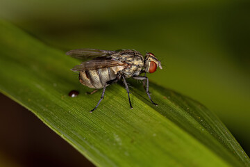 Adult Calyptrate Fly