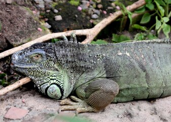 Head and Front Claw of Large Green Iguana, Cape Town, South Africa