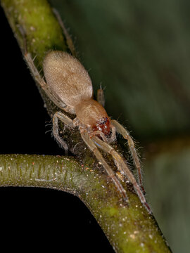 Small Ghost Spider