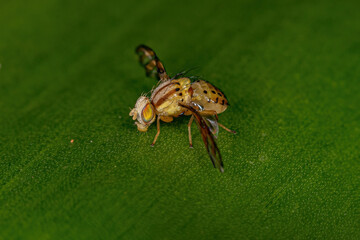 Adult Fruit Fly