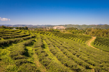 Chiang Rai Thailand, rows of tea plants following contours of hill on plantation