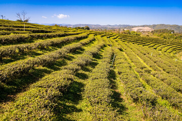 Fototapeta premium Chiang Rai Thailand, rows of tea plants following contours of hill on plantation