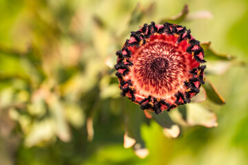 Blooming Protea neriifolia. Top view of red protea flower with black border.