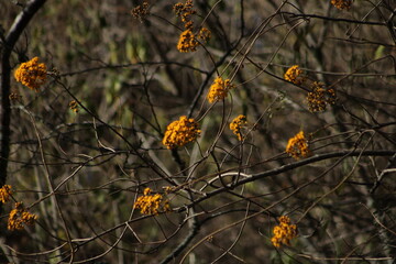 flowers on a tree