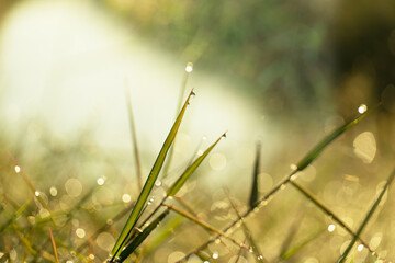 dew drop on green grass with morning sunlight
