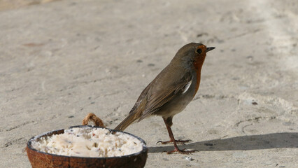 Robin feeding from Insect Coconut Suet Shell on ground