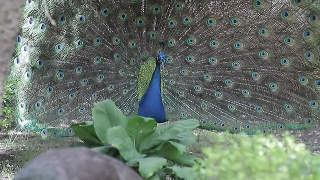El pavo real sacude abre su hermoso plumaje, ritual natural de cortejo, aviva el desplome de p&aacute;jaro.