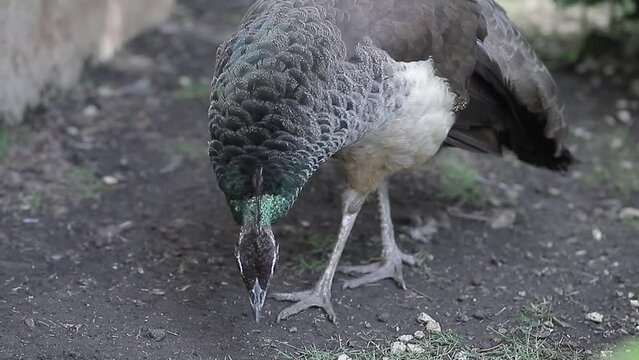 pavo real hembra camina por la tierra buscando gusanos y comida. toma cerrada de video