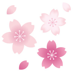 Fototapeta na wymiar 桜のモチーフセット
