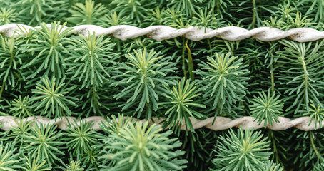 Fresh greenery is growing through an iron fence, providing a natural background