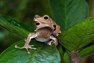 Polypedates otilophus fon leaves,  tree frog closeup