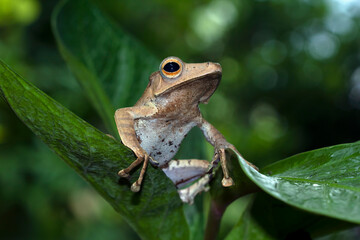 Obraz premium Polypedates otilophus fon leaves, tree frog closeup