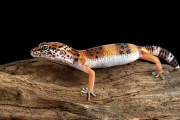 Leopard geckol closeup head on wood, leopard gecko lookong for prey