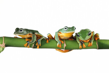 Javan tree frog front view on green leaves, Flying frog sitting on green leaves, Rhacophorus reinwrdtii