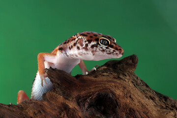Leopard geckol closeup head on wood, leopard gecko lookong for prey