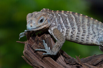 Rhinoceros iguana (Cyclura cornuta) on branch look at camera, animal closeup