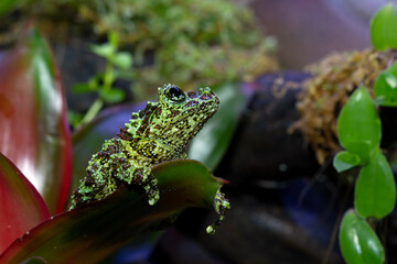 Theloderma corticale on moss, mossy tree frog camouflage on moss