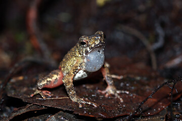 Leptophryne Borbonica calling, Leptophryne Borbonica closeup