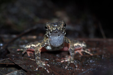Leptophryne Borbonica calling, Leptophryne Borbonica closeup
