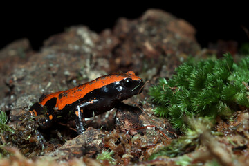 Phrynomantis microps walking frog on moss, West african rubber frog on moss with black background 