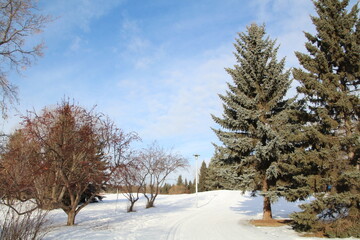 winter landscape with trees