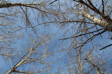 branches against sky