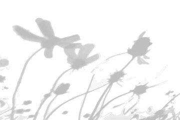 Summer background from the shadow of a sprig of field grass on a white wall. White and black for photo or mockup