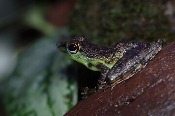 Staurois guttatus tree frog closeup on wood, Staurois guttatus frogs closeup