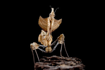 Devils Flower Mantis closeup on dry bud with black background
