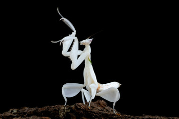 Beautiful orchid mantis closeup on wood , closeup insect