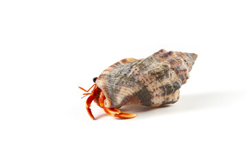 Hermit crabs Shell with white background, Hermit crabs Shell