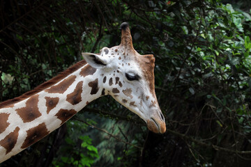 Head of giraffe closeup, animal closeup
