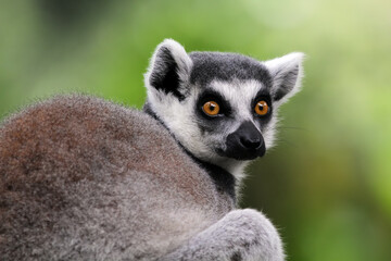 Obraz premium Lemur ring tailed closeup face, animal closeup