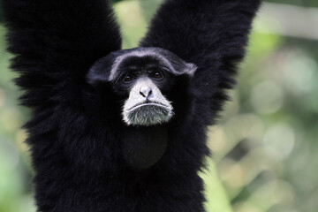 Singe gibbon siamang calling, primates closeup, animal closeup