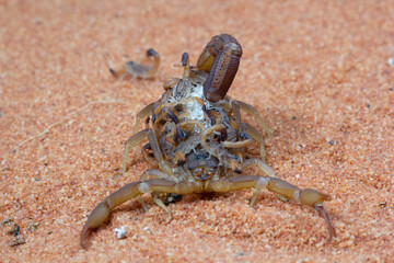 Hottentotta scorpion with babys on body, Hottentotta scorpion front view