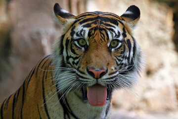 Portrait of a bengal tiger, Closeup head Bengal tiger, Male of Bengal tiger closeup