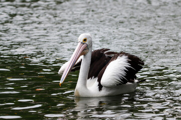 Fototapeta na wymiar the pelicans swimming for food in the river look beautiful with the shadows in the water
