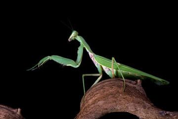 Green praying mantis on branch with black background