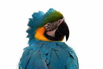 Close-up of a Scarlet Macaw from side view, Scarlet Macaw closeup head