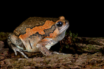 Banded bullfrog (Kaloula pulchra) closeup face on wood with black background,  Kaloula pulchra toad on wood,