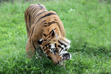 Portrait of young bengal tiger, Male of Bengal tiger closeup