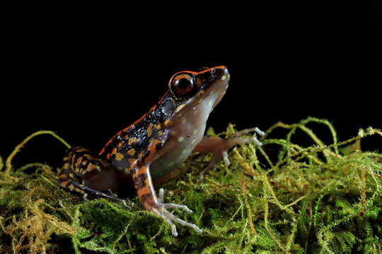 Hylarana picturata frog closeup on moss with black background, Indonesian tree frog