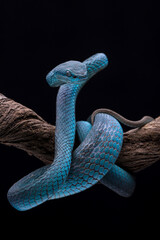 White-lipped Pit Viper or Blue Insularis (Trimeresurus insularis) is venomous pit vipers and endemic species in Indonesia. The color is unique, namely turquoise blue.