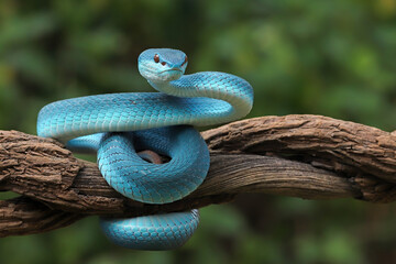 White-lipped Pit Viper or Blue Insularis (Trimeresurus insularis) is venomous pit vipers and endemic species in Indonesia. The color is unique, namely turquoise blue.