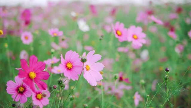 Beautiful pink cosmos flower blooming in garden, Blossom or bloom background