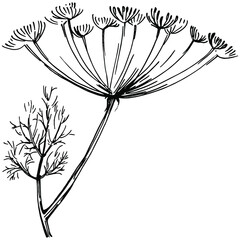 Dill or fennel vector isolated plant with leaves. Herbal engraved style illustration. Detailed organic product sketch.The best for design logo, menu, label, icon, stamp.