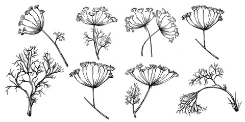 Dill or fennel vector isolated plant with leaves. Herbal engraved style illustration. Detailed organic product sketch.The best for design logo, menu, label, icon, stamp.