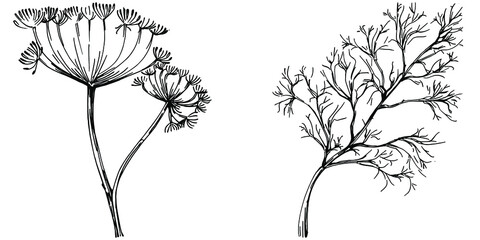 Dill or fennel vector isolated plant with leaves. Herbal engraved style illustration. Detailed organic product sketch.The best for design logo, menu, label, icon, stamp. - obrazy, fototapety, plakaty