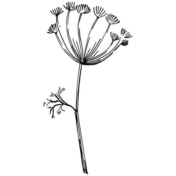 Dill or fennel vector isolated plant with leaves. Herbal engraved style illustration. Detailed organic product sketch.The best for design logo, menu, label, icon, stamp.